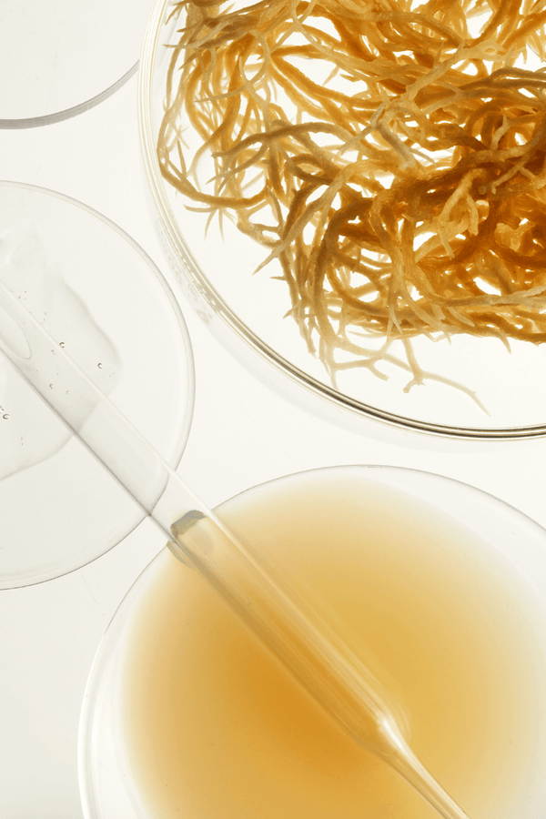 Sea Moss in Skin Care