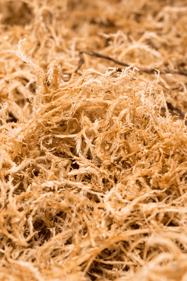 Benefits of Sea Moss for Skin